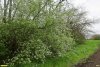 Перспективная ООПТ Щербиновский лес