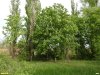 Цветущий каштан конский в перспективной ООПТ Ясенский берег
