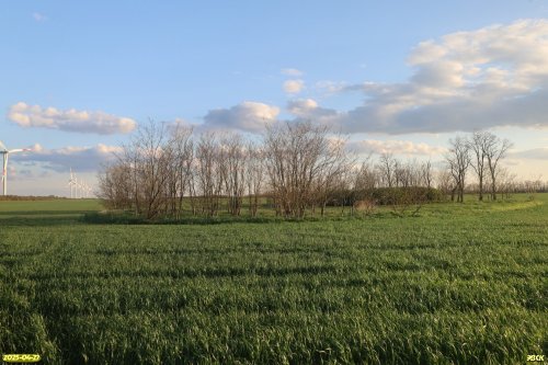 Перспективная ООПТ Колок в урочище Подлюдки