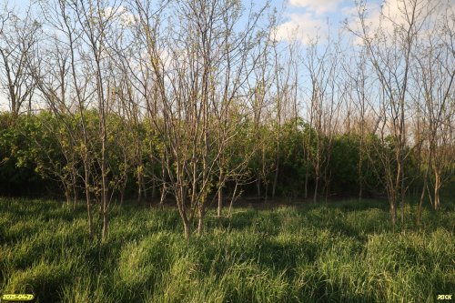 Перспективная ООПТ Колок в урочище Подлюдки