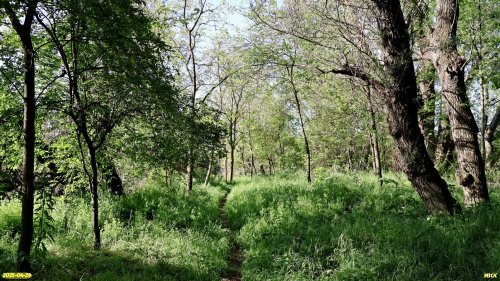Перспективная ООПТ Колхозная левада