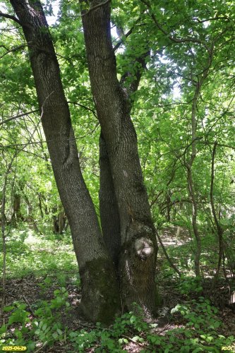 Перспективная ООПТ Афипский лес