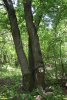 Перспективная ООПТ Афипский лес