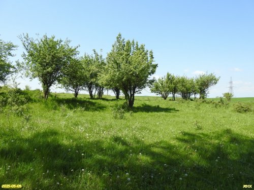 Перспективная ООПТ Веселогорская роща