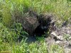 Нора, предположительно, лисья в перспективной ООПТ Гора Султанская