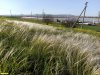 Ковыль перистый (Красные книги РФ и Краснодарского края) в ерспективной ООПТ Джеметинский бугор
