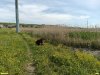 Перспективная ООПТ Тарасовский пруд