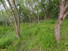 Перспективная ООПТ Калмыков лес