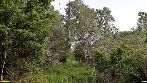 Перспективная ООПТ Моротинский лес