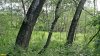 Перспективная ООПТ Моротинский лес