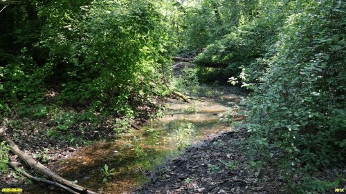 Перспективная ООПТ Моротинский лес