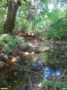 Перспективная ООПТ Моротинский лес