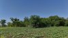 Перспективная ООПТ Демченская роща