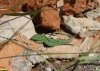 Прыткая ящерица в перспективной ООПТ Балкогрузские луга
