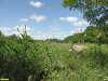 Перспективная ООПТ Грузский лес