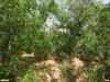 Перспективная ООПТ Острокурганский лес