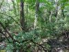 Перспективная ООПТ Острокурганский лес