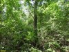 Перспективная ООПТ Острокурганский лес