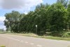 Перспективная ООПТ Восточно-Калниболотская роща