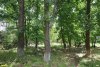 Перспективная ООПТ Восточно-Калниболотская роща