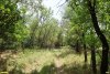Перспективная ООПТ Восточно-Калниболотская роща