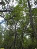 Перспективная ООПТ Приграничная роща