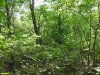 Перспективная ООПТ Острокурганский лес