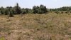 Перспективная ООПТ Буробалковская лесостепь
