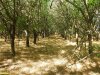 Перспективная ООПТ Шанькина роща