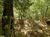 Перспективная ООПТ Стародеревянковская роща
