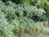 Гледичия трёхколючковая в перспективной ООПТ Стародеревянковская роща