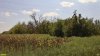 Перспективная ООПТ Восточно-Новодеревянковская роща