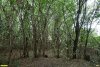Перспективная ООПТ Роща на улице Южной