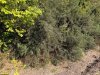 Облепиха крушиновидная в перспективной ООПТ Куртина облепихи на берегу Средней Челбаски