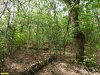 Перспективная ООПТ Красногвардейская роща