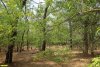 Перспективная ООПТ Южно-Красногвардейская роща 