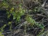 Карагана кустарниковая в перспективной ООПТ Бондаренковский курган с участками степи