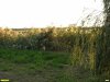 Тростниковые заросли в перспективной ООПТ Бондаренковский Кут