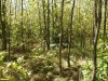 Перспективная ООПТ Малая Загреблевская роща