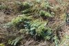 Молочай в перспективной ООПТ Курган Луцева Могила 