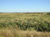 Перспективная ООПТ Морозовские плавни