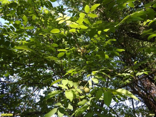 Грецкий орех в перспективной ООПТ Северо-Уманская роща