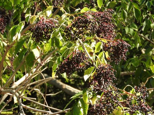 Бузина чёрная в перспективной ООПТ Северо-Уманская роща