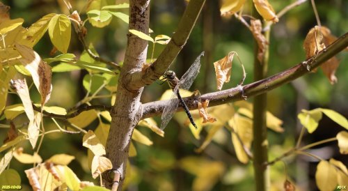 Стрекоза в перспективной ООПТ Северо-Уманская роща