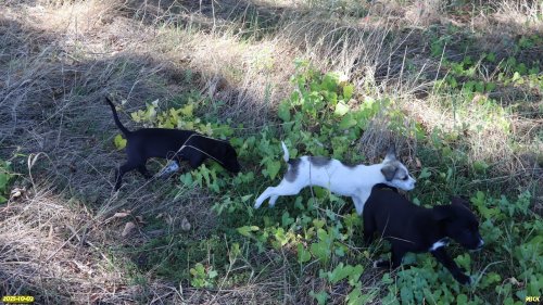 Юные "охранники" перспективной ООПТ Рясная роща