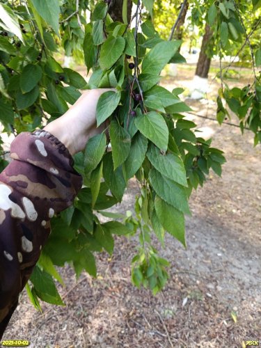 Каркас западный в перспективной ООПТ Роща Cыркомбината