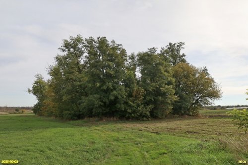 Перспективная ООПТ Восточненская роща 