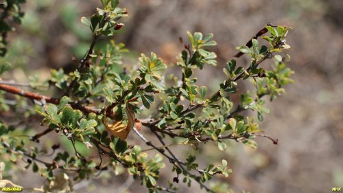 Краснокнижная карагана кустарниковая в перспективной ООПТ Старое кладбище хутора Полтавский