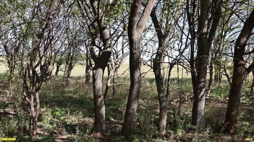 Перспективная ООПТ Восточно-Белохуторская роща