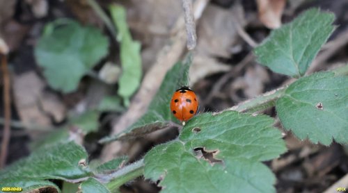 Семиточечная коровка в перспективной ООПТ Восточно-Белохуторская роща